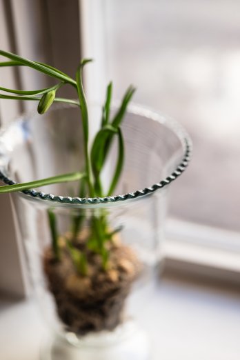 olsson och jensen faye vas